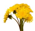 Bouquet of dandelions isolated on a white