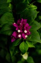 A bouquet of dark pink Bougainvillea flowers