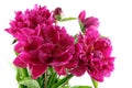 Bouquet of dark pink peonies isolated on white background Royalty Free Stock Photo