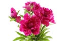 Bouquet of dark pink peonies isolated on white background Royalty Free Stock Photo