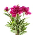 Bouquet of dark pink peonies isolated on white background Royalty Free Stock Photo