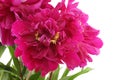 Bouquet of dark pink peonies isolated on white background Royalty Free Stock Photo