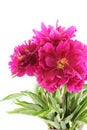 Bouquet of dark pink peonies isolated on white background Royalty Free Stock Photo