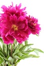 Bouquet of dark pink peonies isolated on white background Royalty Free Stock Photo