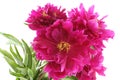 Bouquet of dark pink peonies isolated on white background Royalty Free Stock Photo