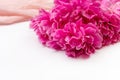 Bouquet of dark pink peony flowers close-up and pink fabric on white background with copy space. Royalty Free Stock Photo