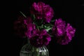 bouquet of dark red lilac tulips in glass vase on dark background. flower bouquet in vase on table Royalty Free Stock Photo