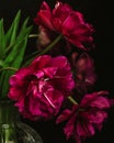 bouquet of dark red lilac tulips in glass vase on dark background. flower bouquet in vase on table Royalty Free Stock Photo