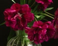 bouquet of dark red lilac tulips in glass vase on dark background. flower bouquet in vase on table Royalty Free Stock Photo