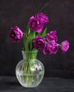 bouquet of dark red lilac tulips in glass vase on dark background. flower bouquet in vase on table Royalty Free Stock Photo