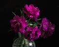 bouquet of dark red lilac tulips in glass vase on dark background. flower bouquet in vase on table Royalty Free Stock Photo