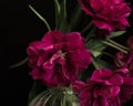 bouquet of dark red lilac tulips in glass vase on dark background. flower bouquet in vase on table Royalty Free Stock Photo