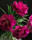 bouquet of dark red lilac tulips in glass vase on dark background. flower bouquet in vase on table Royalty Free Stock Photo