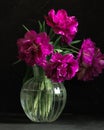 bouquet of dark red lilac tulips in glass vase on dark background. flower bouquet in vase on table Royalty Free Stock Photo