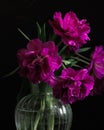 bouquet of dark red lilac tulips in glass vase on dark background. flower bouquet in vase on table Royalty Free Stock Photo