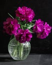 bouquet of dark red lilac tulips in glass vase on dark background. flower bouquet in vase on table Royalty Free Stock Photo