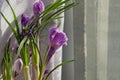 A bouquet of decorative lilac crocus flowers