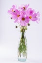 Bouquet of delicate pink Cosmos flowers in glass vase Royalty Free Stock Photo