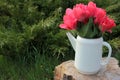 Bouquet of delicate pink Dutch tulips in white watering can vase on stump against the green juniper bush background. Royalty Free Stock Photo