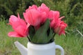 Bouquet of delicate pink Dutch tulips in white watering can vase on stump against the green juniper bush background. Royalty Free Stock Photo
