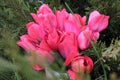 Bouquet of delicate pink Dutch tulips in white watering can vase on stump against the green juniper bush background. Royalty Free Stock Photo