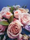 A bouquet of delicate pink roses with green twigs on a blue background Royalty Free Stock Photo