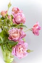 A bouquet of delicate pink roses in a green vase on a white background Royalty Free Stock Photo