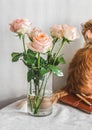 Bouquet of delicate roses in a glass vase and red cat on a table in a bright room Royalty Free Stock Photo