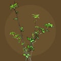 Bouquet of delicate twigs with young green leaves