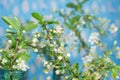 bouquet of delicate white cherry blossoms in a glass jar with water in home interior. Cherry blossom tree branch Royalty Free Stock Photo