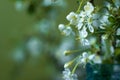 bouquet of delicate white cherry blossoms in a glass jar with water in home interior. Cherry blossom tree branch Royalty Free Stock Photo