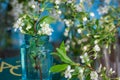 bouquet of delicate white cherry blossoms in a glass jar with water in home interior. Cherry blossom tree branch Royalty Free Stock Photo