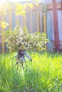 Bouquet of delicate white cherry blossoms in a glass jar with water in the village garden. cherry blossom tree branch Royalty Free Stock Photo