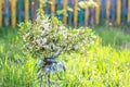 bouquet of delicate white cherry blossoms in a glass jar with water in the village garden. cherry blossom tree branch Royalty Free Stock Photo