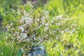 Bouquet of delicate white cherry blossoms in a glass jar with water in the village garden. cherry blossom tree branch Royalty Free Stock Photo