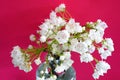Bouquet of white and pink flowers of Mountain Laurel Kalmia Latifolia