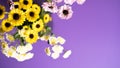 Bouquet of delicate yellow white and rosy spring chrysanthemum flowers on violet background. Inspiration. Greeting.