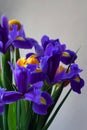 Bouquet detail with blue irises and orange tulips Royalty Free Stock Photo