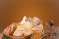 Bouquet and diamonds Royalty Free Stock Photo