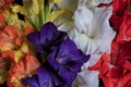 Bouquet of different colored gladiolus flowers isolated Royalty Free Stock Photo