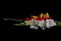 Bouquet of different colored gladiolus flowers isolated