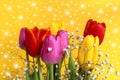 Bouquet of different colorful tulips on a yellow background Royalty Free Stock Photo