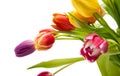 Tulips in different colors Royalty Free Stock Photo