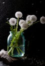 A bouquet of dried dandelions in a jar of water on a black background Royalty Free Stock Photo