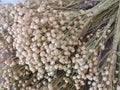 Bouquet of dried flax plant