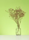 Bouquet of dried flowers in a glass transparent vase on a white table, green background Royalty Free Stock Photo