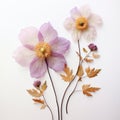 bouquet of dried flowers, herbarium