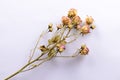 Bouquet of dried flowers