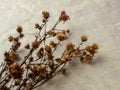 Bouquet of dried Gypsophila flowers for decoration Royalty Free Stock Photo