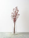 Bouquet of dried Gypsophila flowers for decoration Royalty Free Stock Photo